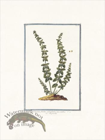 Bonelli 082 Pettimbrosa